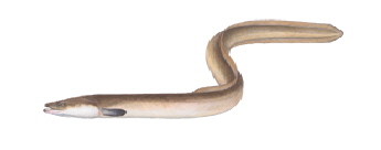 DAFV-Europaischer_Aal-Anguilla_anguilla DAFV-Europaischer_Aal-Anguilla_anguilla